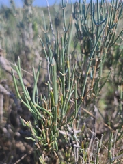 Ephedra antisyphilitica