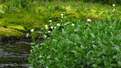Epilobium luteum