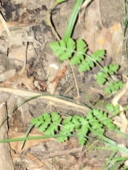 Cystopteris protrusa