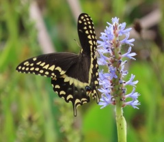Papilio palamedes