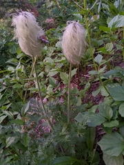 Pulsatilla occidentalis