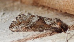 Korscheltellus gracilis