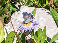 Plebejus