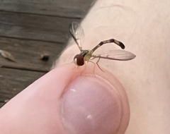 Victoriana attenuata