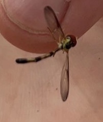 Victoriana attenuata