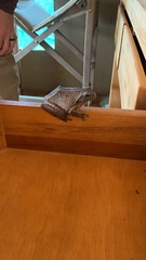 Chiromantis xerampelina