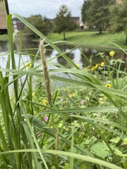 Bothriochloa laguroides