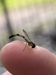 Victoriana attenuata