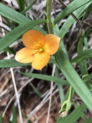 Talinum aurantiacum