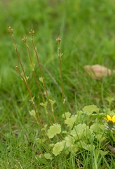 Saxifraga granulata