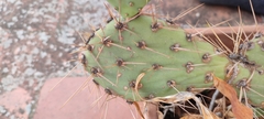 Diaspis echinocacti