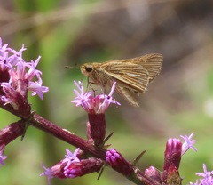 Panoquina panoquin