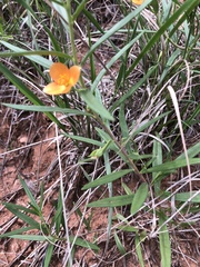 Talinum aurantiacum