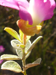Podalyria hirsuta