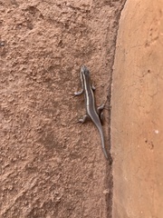 Trachylepis