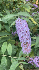 Buddleja davidii