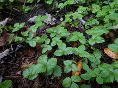 Fragaria vesca