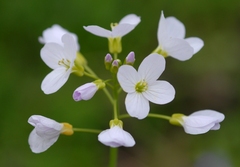 Cardamine pratensis