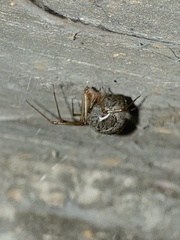 Parasteatoda tepidariorum