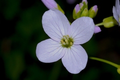 Cardamine pratensis