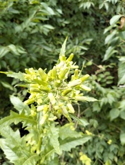 Erechtites hieraciifolius