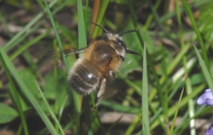 Anthophora plumipes