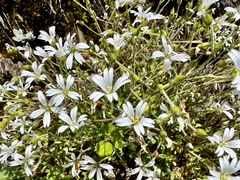 Cerastium morrisonense