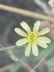 Lactuca saligna