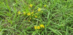 Helenium amarum