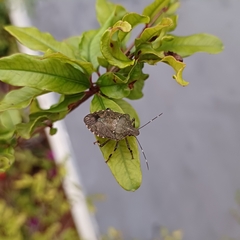 Halyomorpha picus