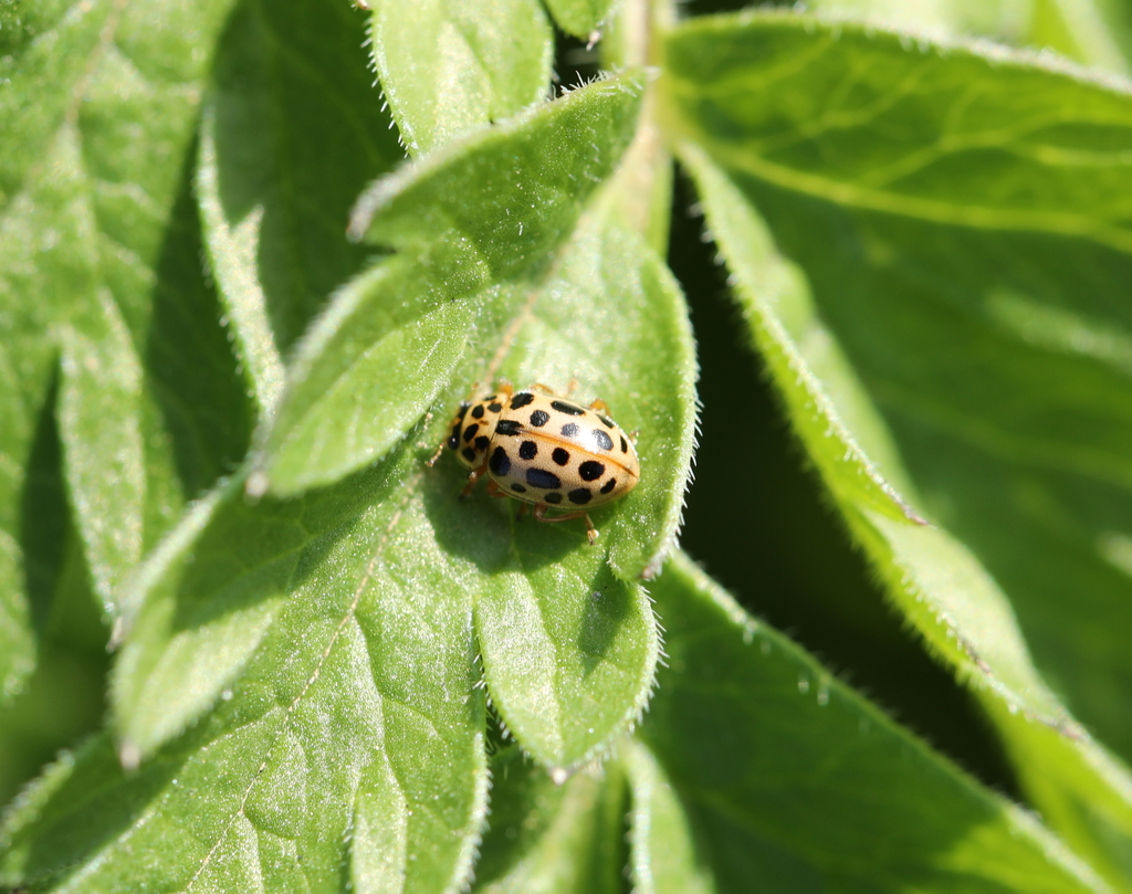 Water Ladybird from Oudalle, France on March 24, 2022 at 05:50 PM by ...