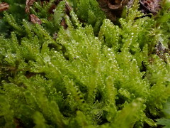 Stereodon callichrous