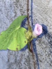 Ipomoea triloba
