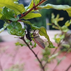 Halyomorpha picus