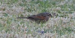 Emberiza capensis
