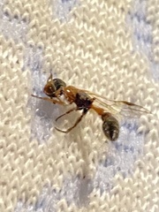 Pseudomyrmex gracilis