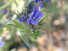 Echium