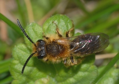 Andrena haemorrhoa