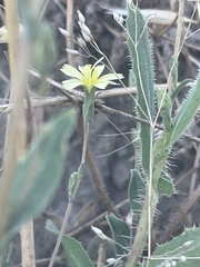 Lactuca saligna