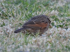 Emberiza capensis