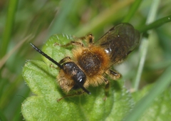 Andrena haemorrhoa