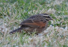 Emberiza capensis