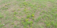 Helenium amarum