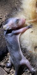 Didelphis albiventris