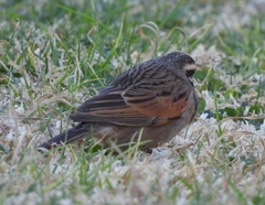 Emberiza capensis