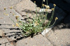 Helichrysum luteoalbum