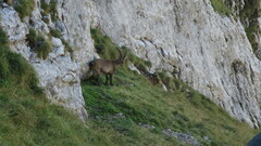 Capra ibex