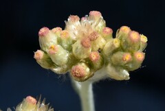 Helichrysum luteoalbum