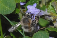Anthophora plumipes