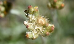 Helichrysum luteoalbum
